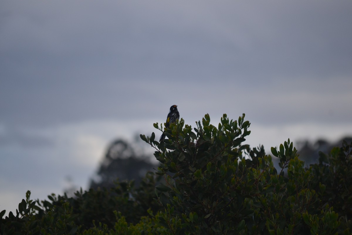 New Holland Honeyeater - ML646982680