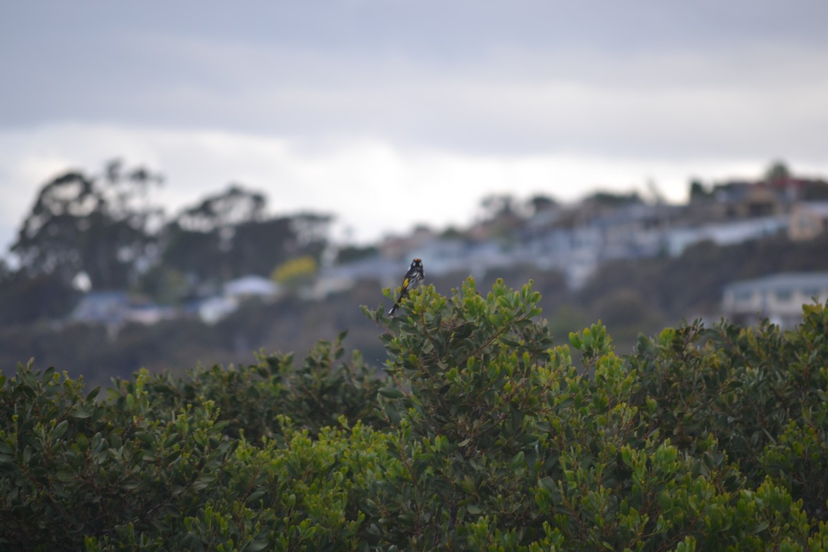 New Holland Honeyeater - ML646982681
