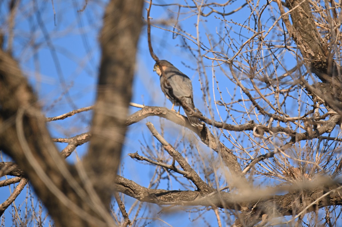 Eurasian Sparrowhawk - ML646982686