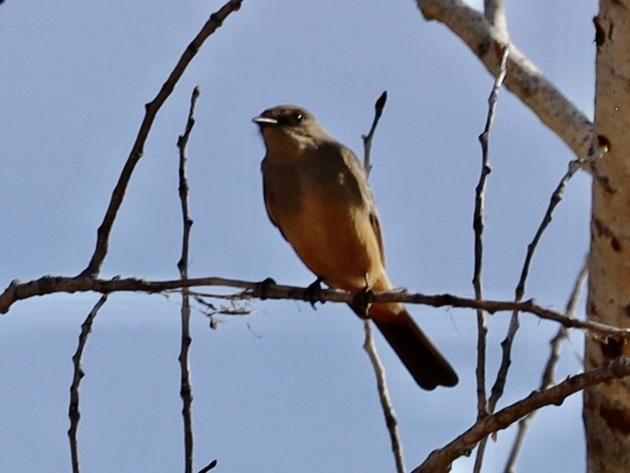 Zimtbauch-Phoebetyrann - ML646982687