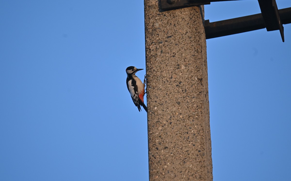 White-winged Woodpecker - ML646982688