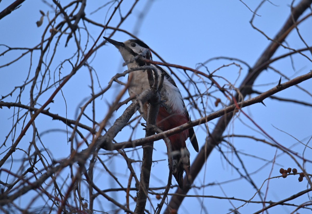 White-winged Woodpecker - ML646982689