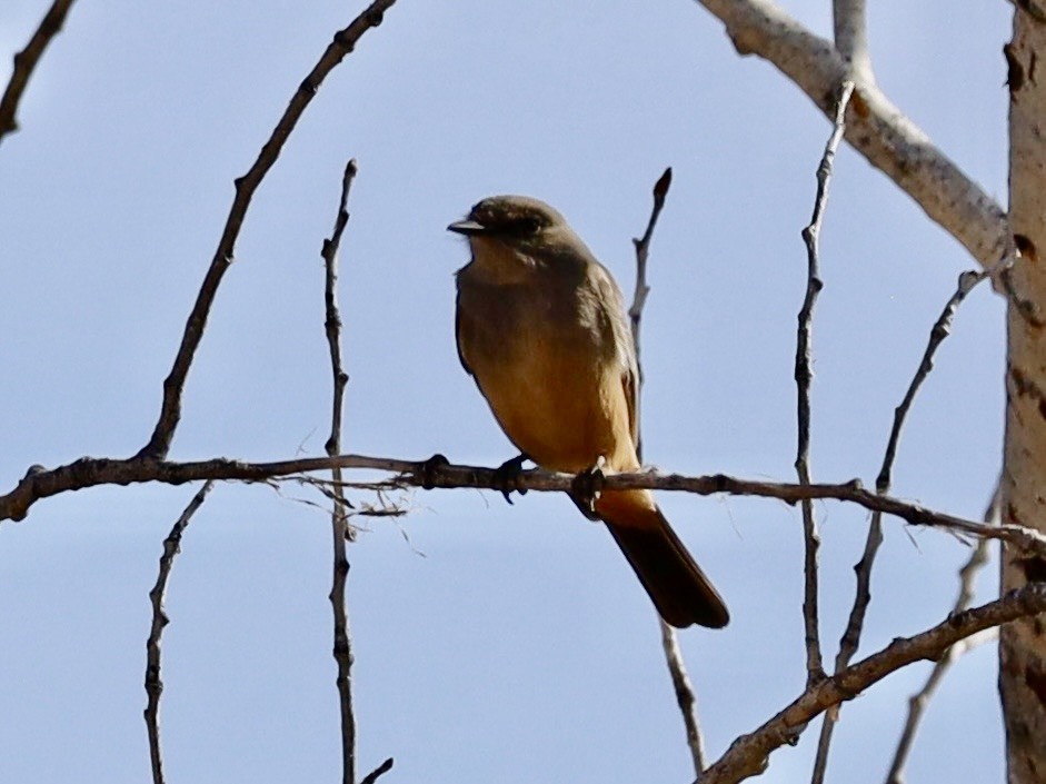 Zimtbauch-Phoebetyrann - ML646982691