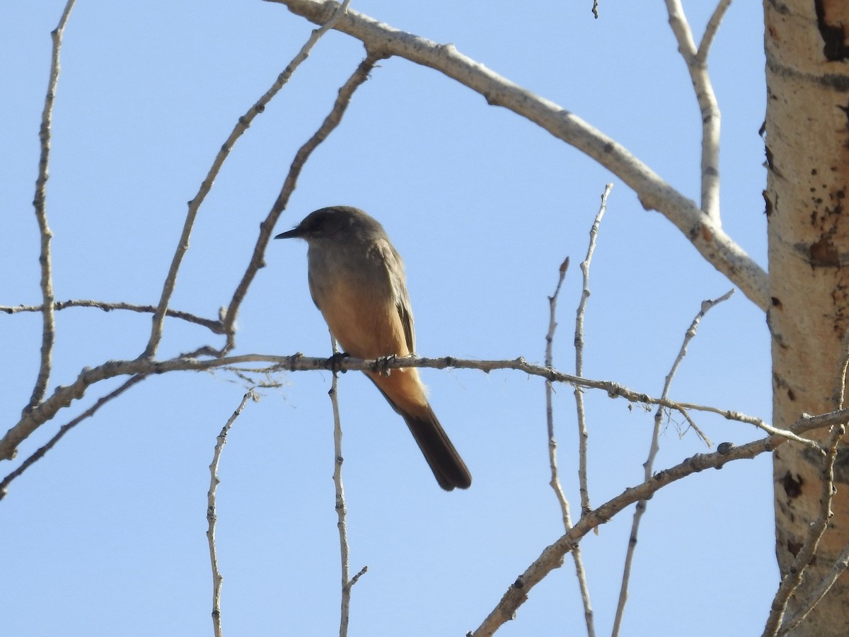 Zimtbauch-Phoebetyrann - ML646982692