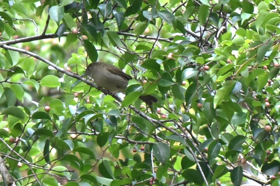 Olive Bulbul - ML646982694