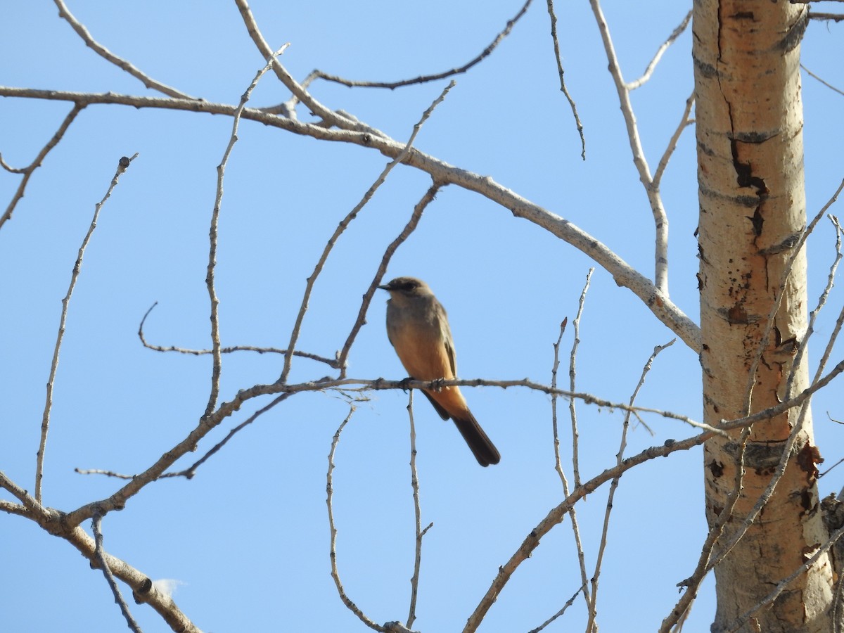 Zimtbauch-Phoebetyrann - ML646982695