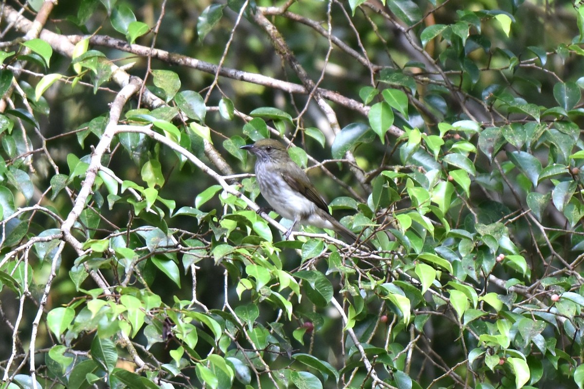 Streaked Bulbul - ML646982697