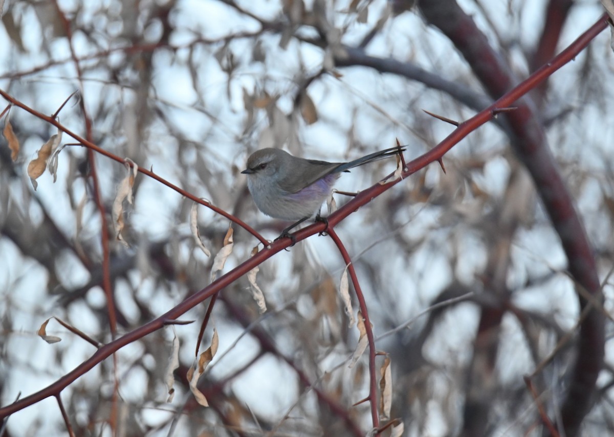 White-browed Tit-Warbler - ML646982698