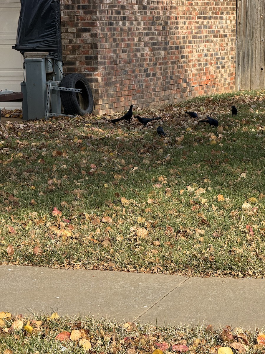 オナガクロムクドリモドキ - ML646982699