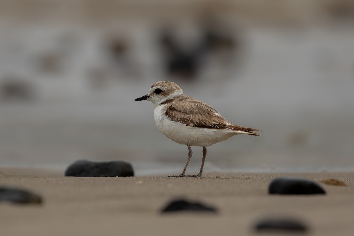 ユキチドリ - ML646982700