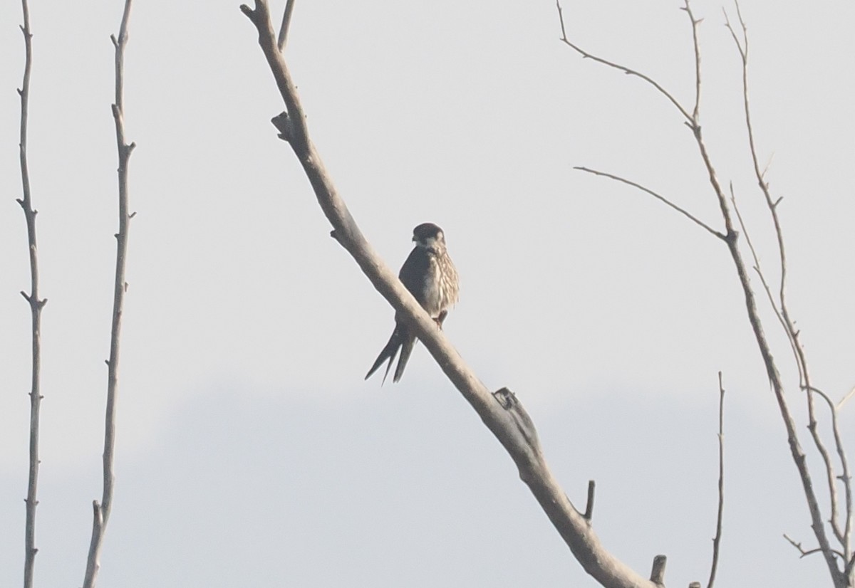Eurasian Hobby - ML646982701