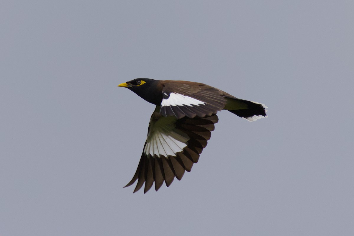 Common Myna - ML646982702