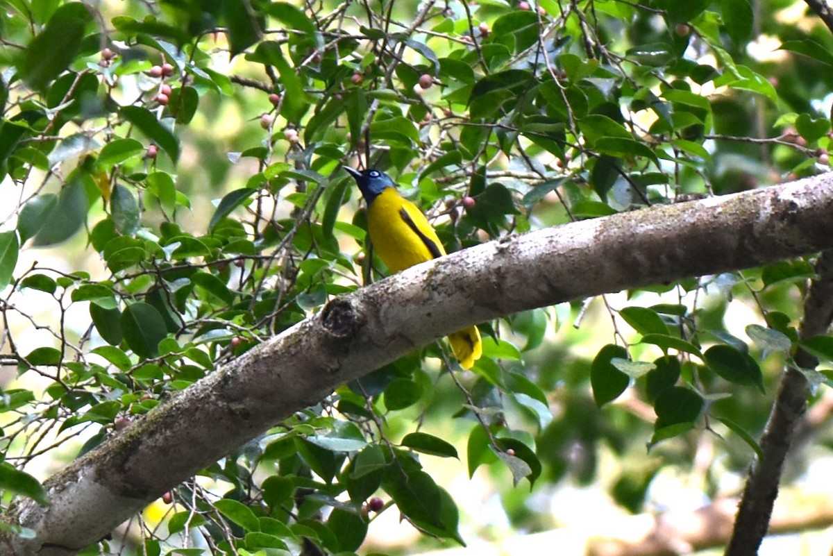 Black-headed Bulbul - ML646982710
