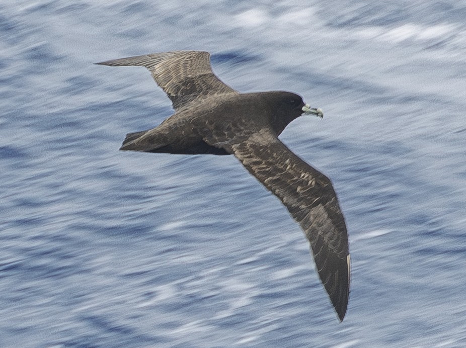 Beyaz Gıdılı Yelkovan - ML646982712