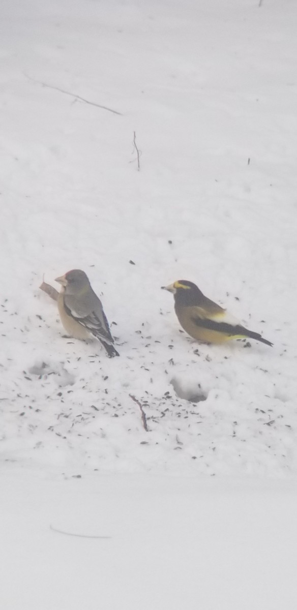 Evening Grosbeak - ML646982722