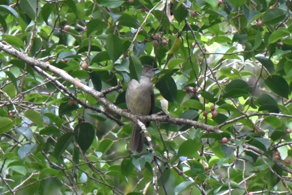 Spectacled Bulbul - ML646982725