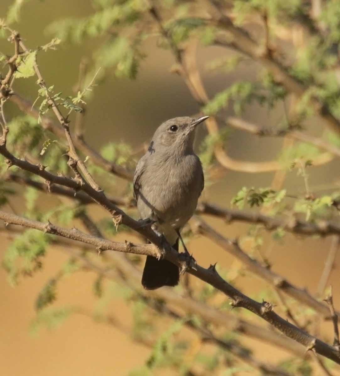 Чернохвостка - ML646982728