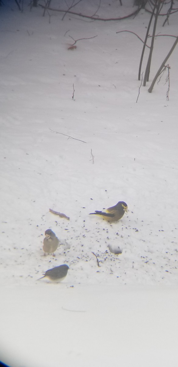 Evening Grosbeak - ML646982729