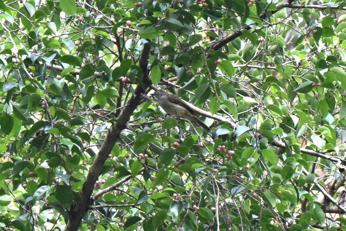 Spectacled Bulbul - ML646982733