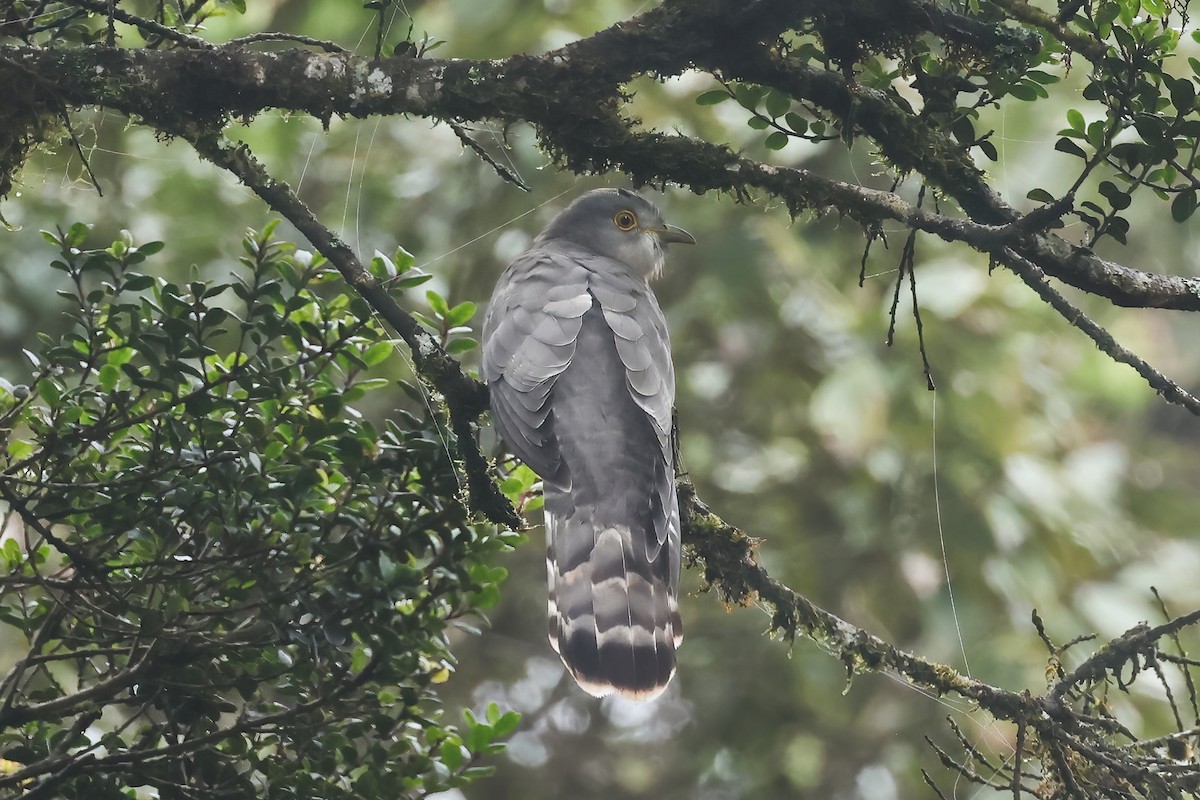 ハイタカジュウイチ - ML646982734