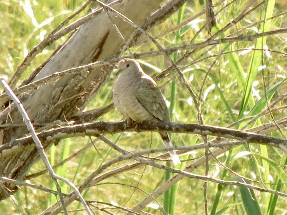 kaktusdue - ML646982742