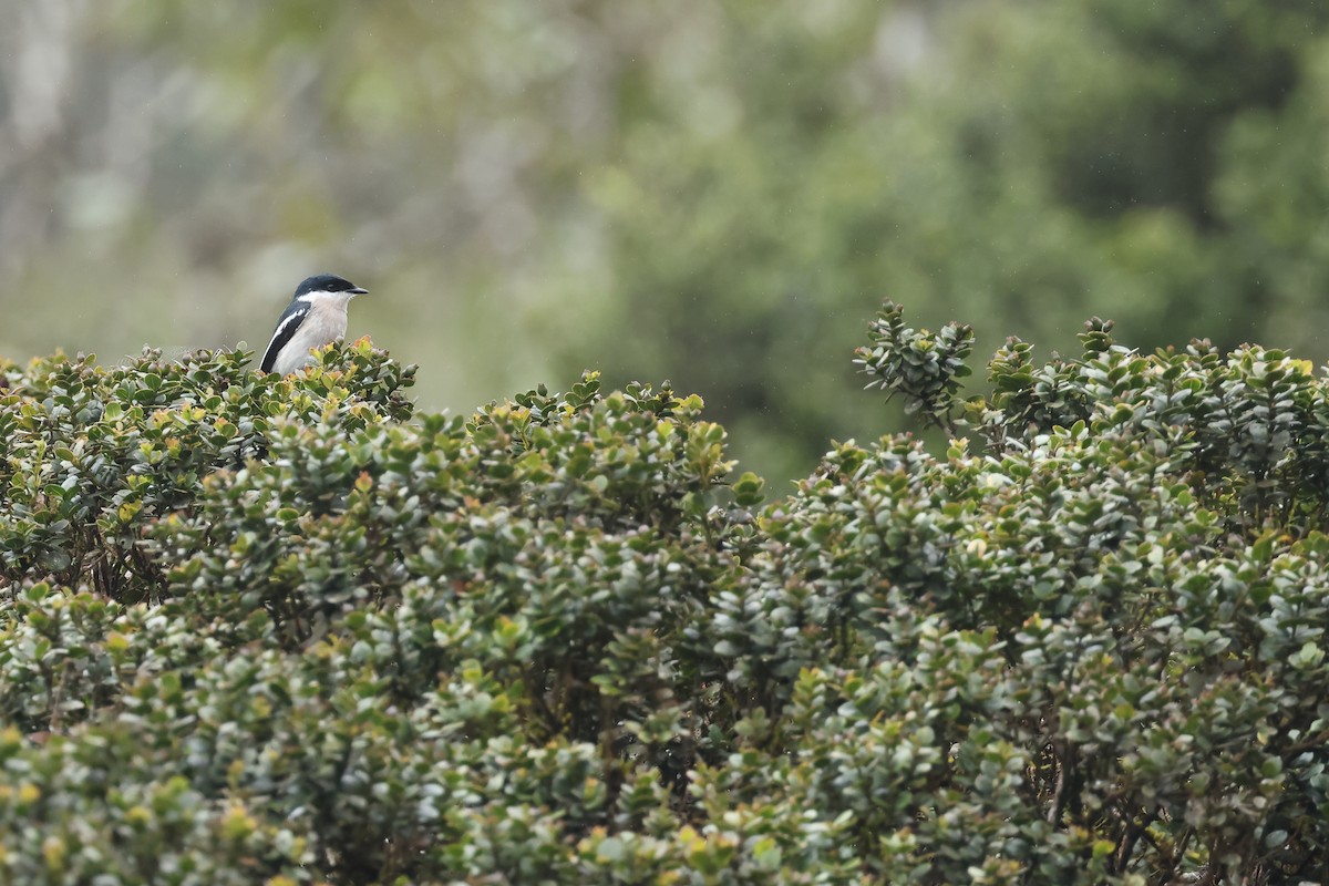 ヒタキサンショウクイ - ML646982743