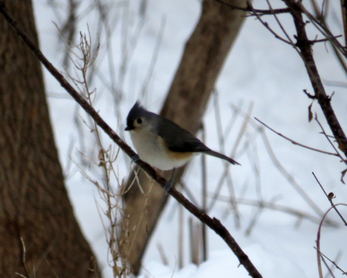 Американская гренадерка - ML646982745