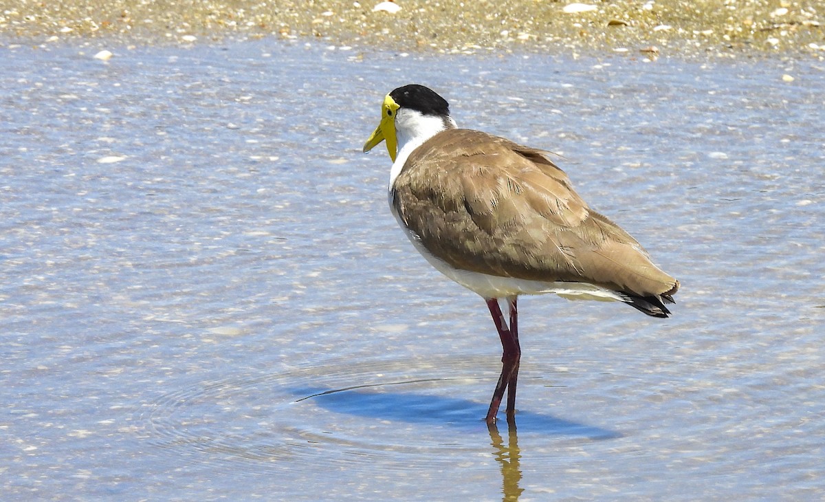 Masked Lapwing - ML646982746