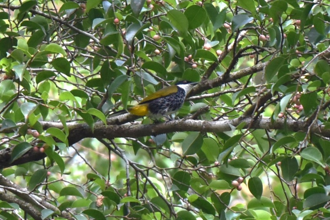 Чешуйчатый бюльбюль - ML646982747