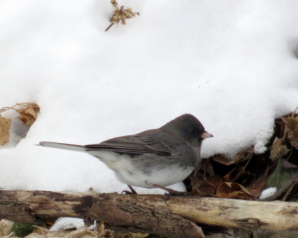 Серый юнко - ML646982750