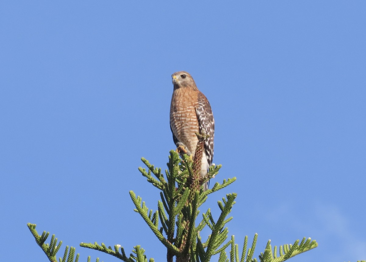 Red-shouldered Hawk - ML646982751