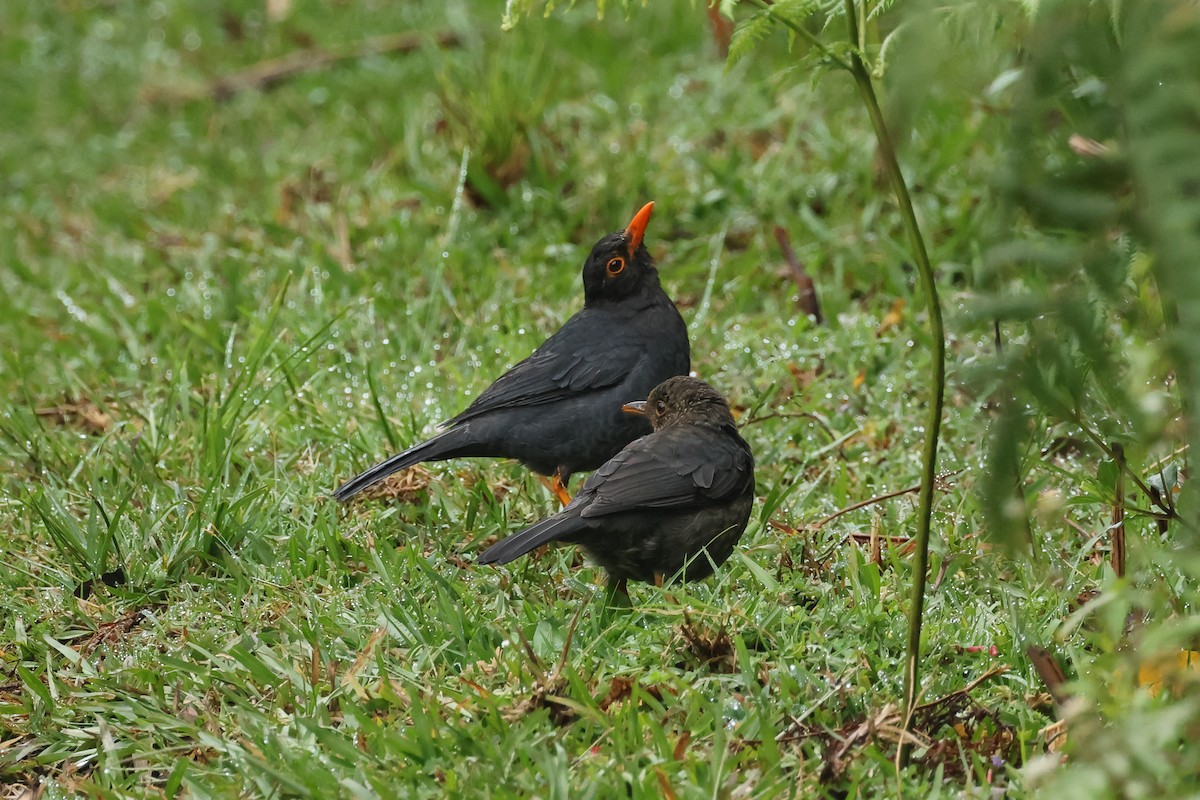 インドクロウタドリ - ML646982753