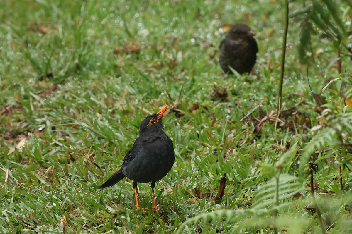 インドクロウタドリ - ML646982754