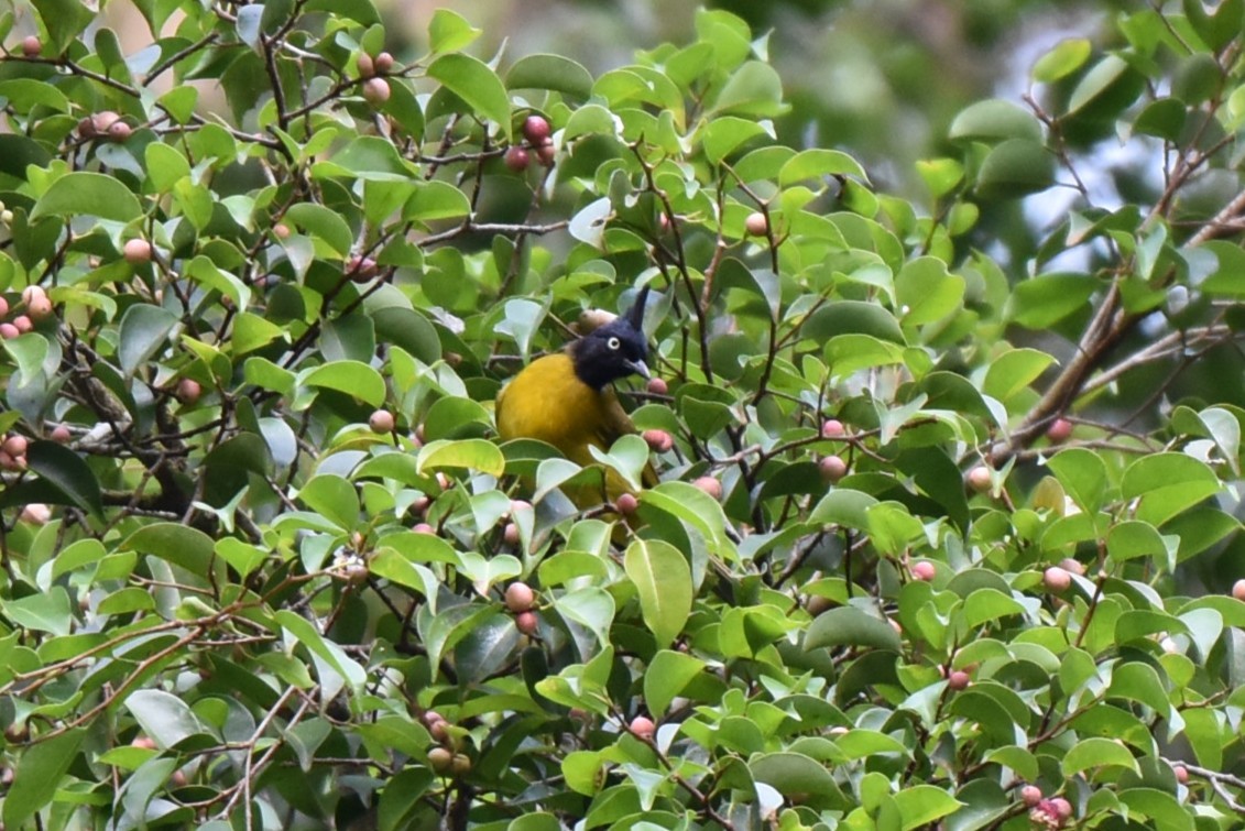 Black-crested Bulbul - ML646982756