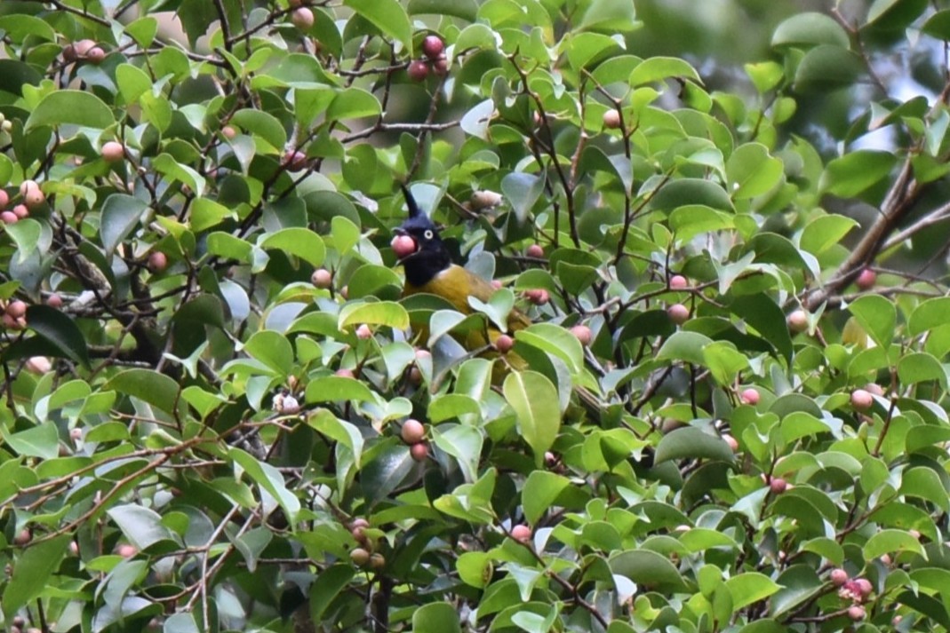 Black-crested Bulbul - ML646982759
