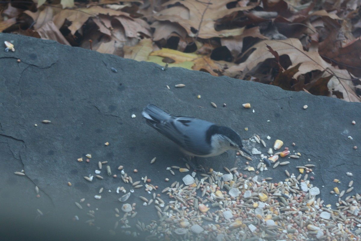 Sittelle à poitrine blanche (carolinensis) - ML646982761