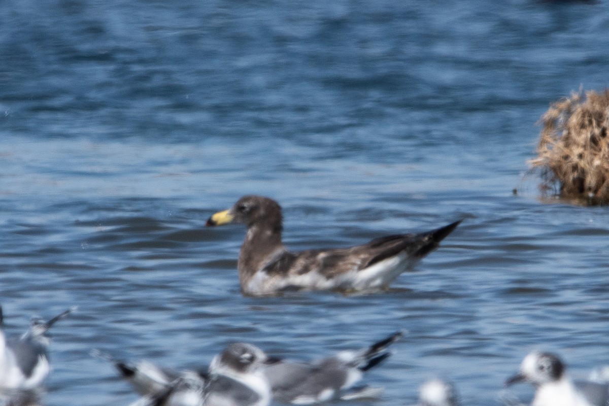 Belcher's Gull - ML646982764