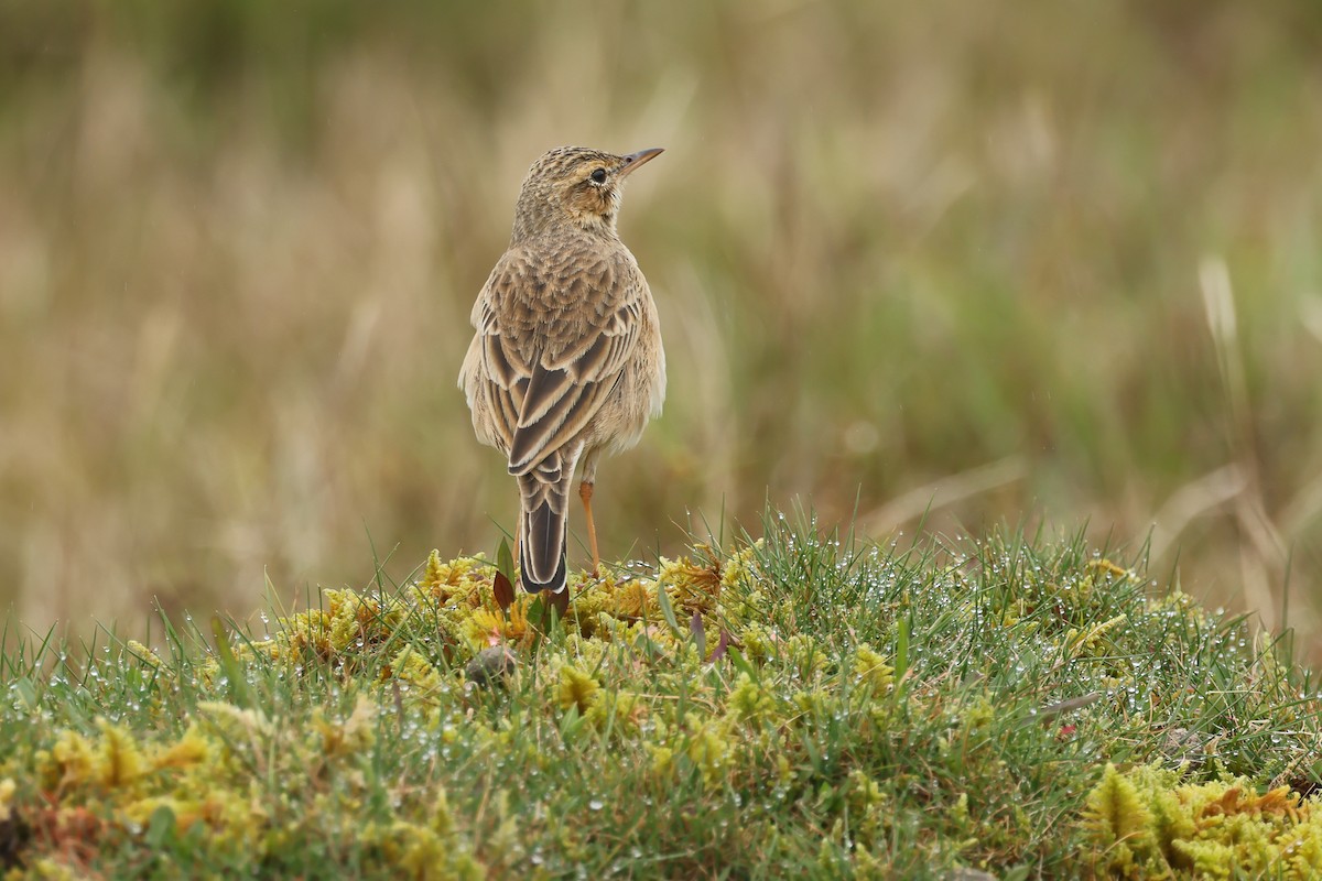ヒメマミジロタヒバリ - ML646982765