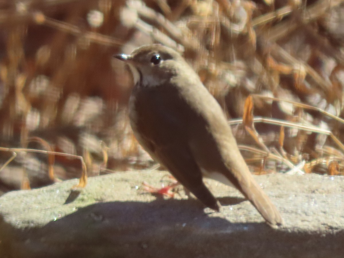 Hermit Thrush - ML646982766