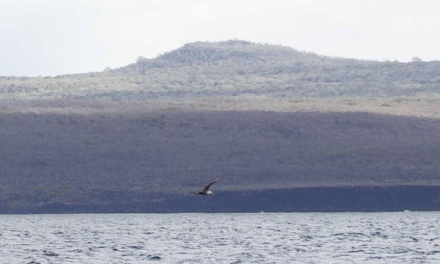 Waved Albatross - ML646982767