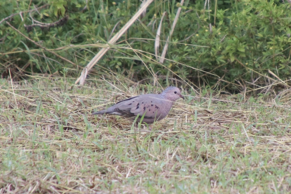 Serçe Kumrusu - ML646982770