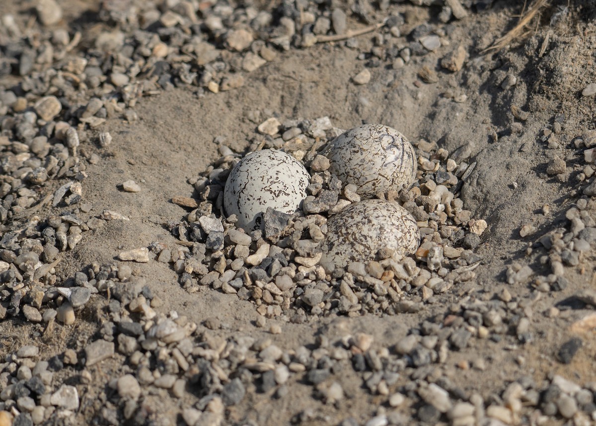 Kittlitz's Plover - ML646982778