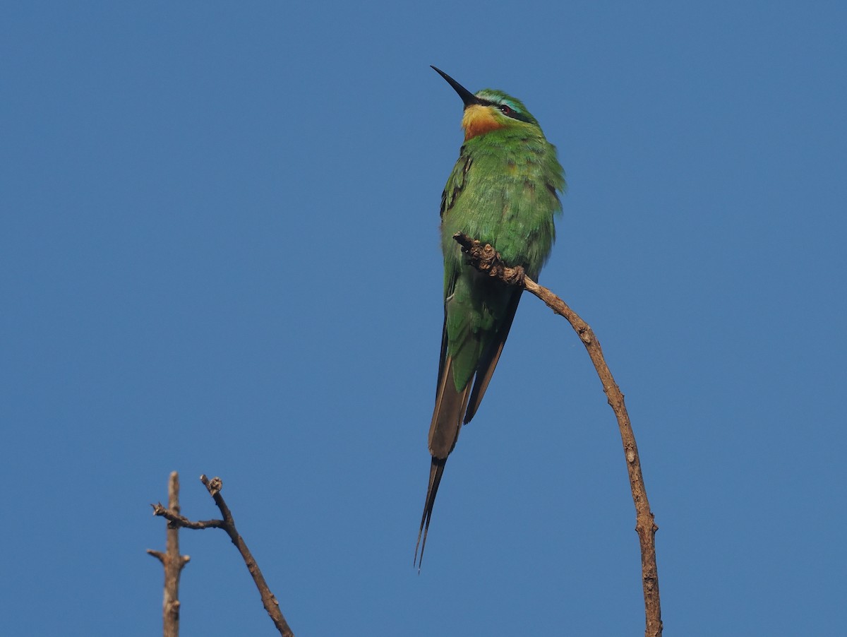 vlha modrolící - ML646982787