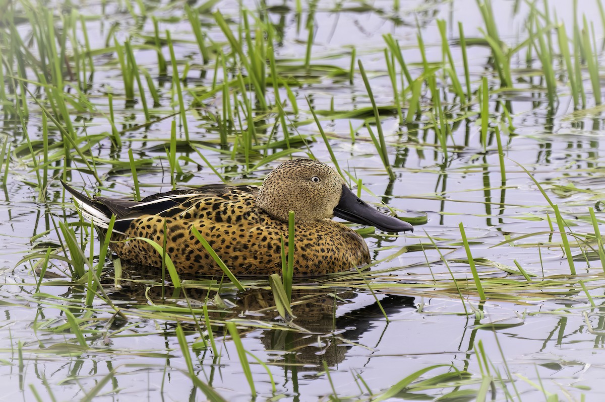 Ahate mokozabal gorria - ML646982792