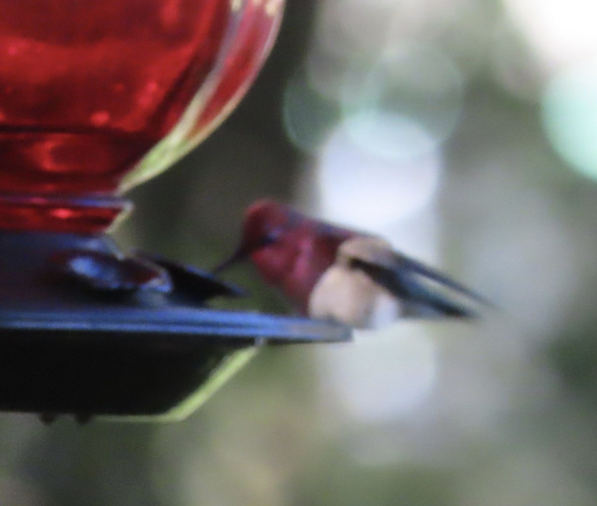 Black-chinned Hummingbird - ML646982794