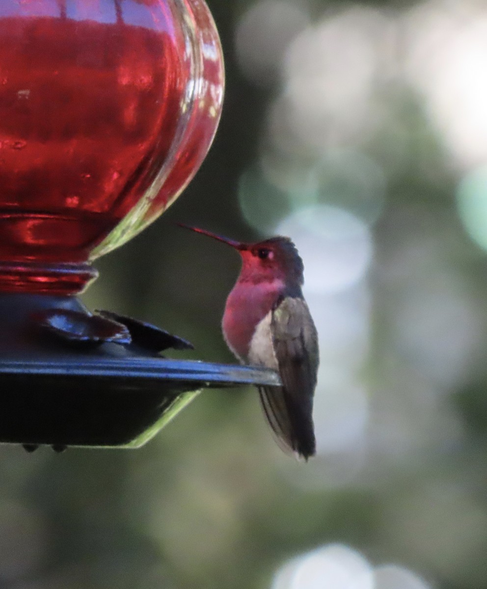 Black-chinned Hummingbird - ML646982795