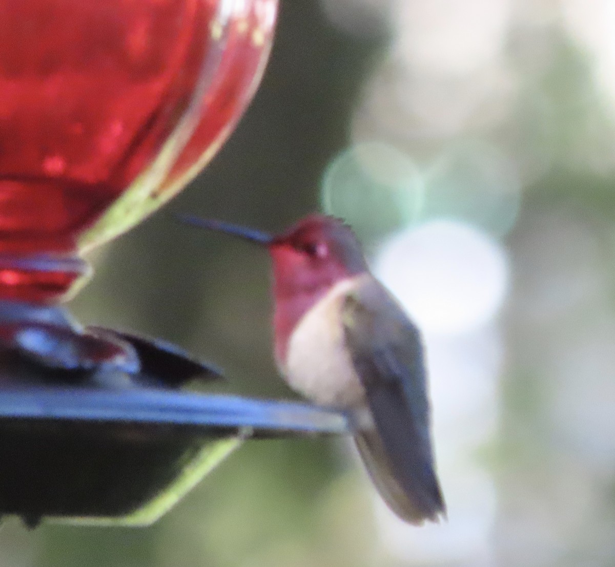 Black-chinned Hummingbird - ML646982796