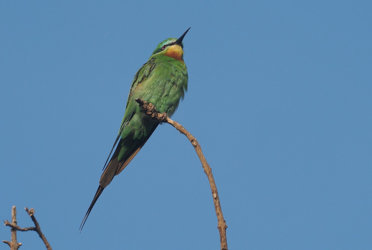 vlha modrolící - ML646982798