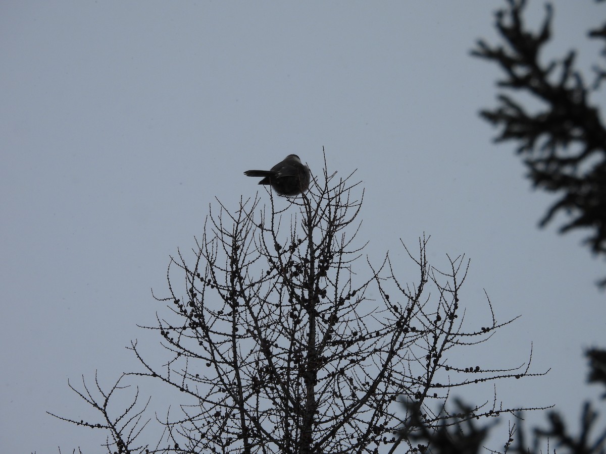 Canada Jay - ML646982808