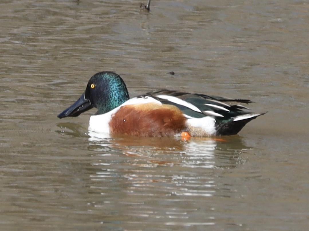 琵嘴鴨 - ML646982813